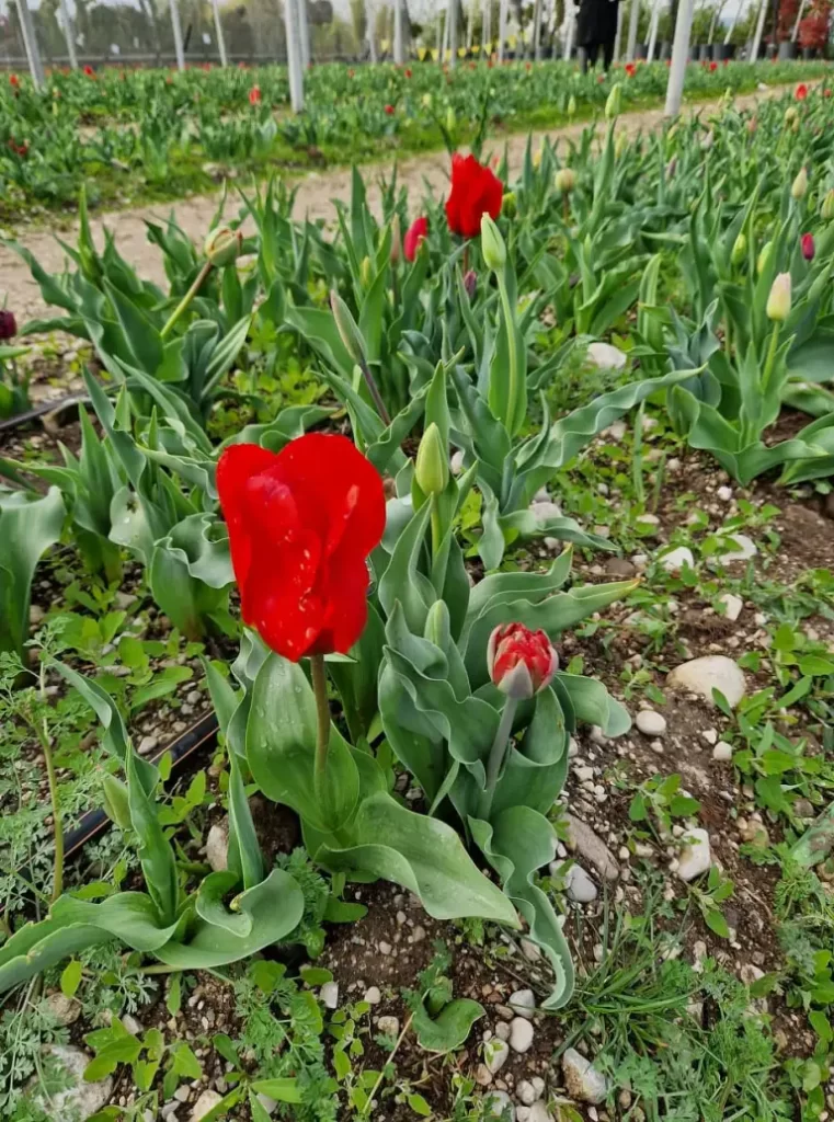 IL CAMPO DEI 100.000 TULIPANI