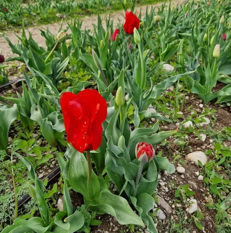IL CAMPO DEI 100.000 TULIPANI