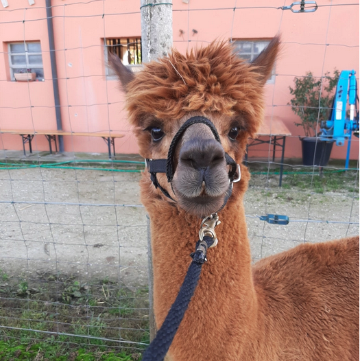 TREKKING CON GLI ALPACA