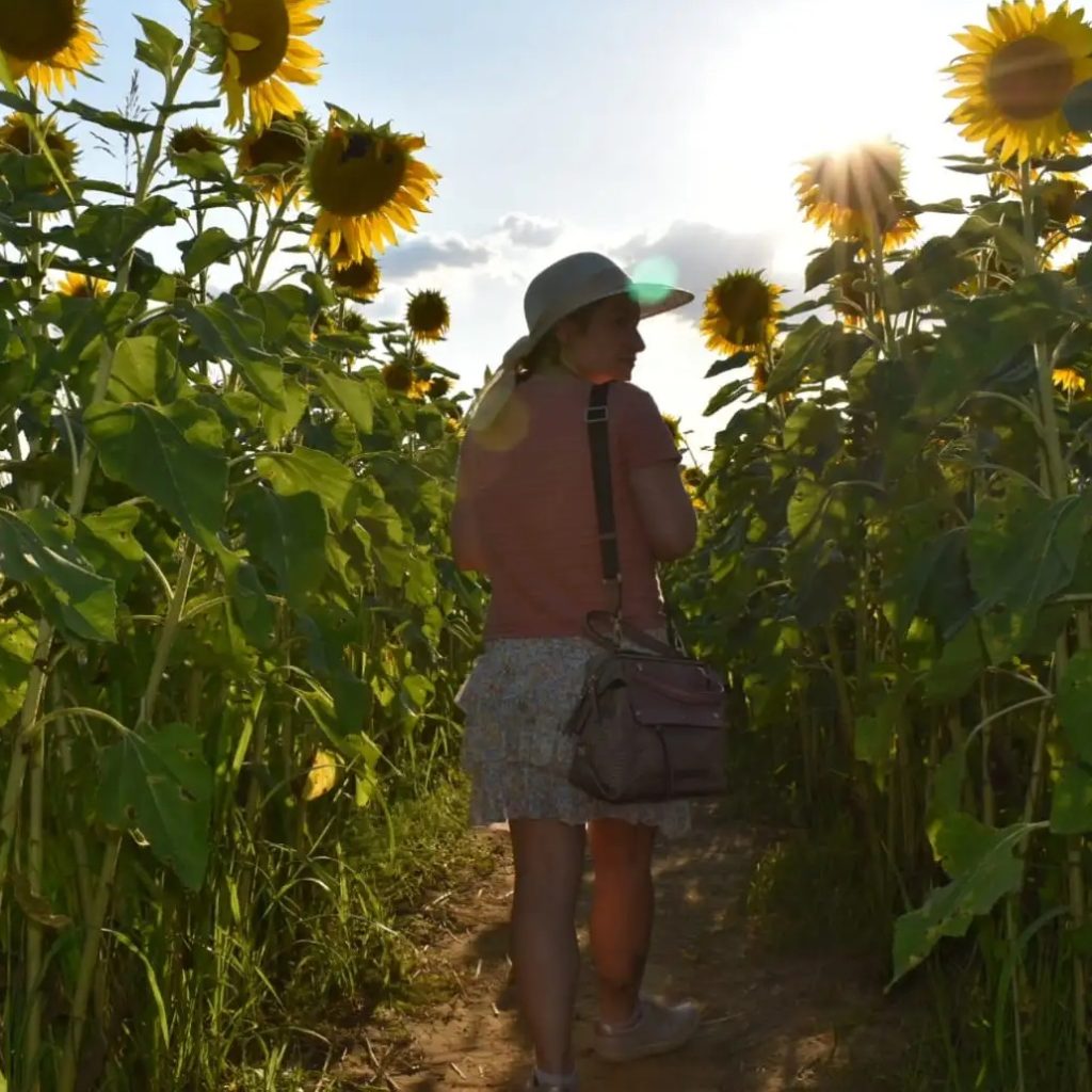 UN LABIRINTO DI GIRASOLI